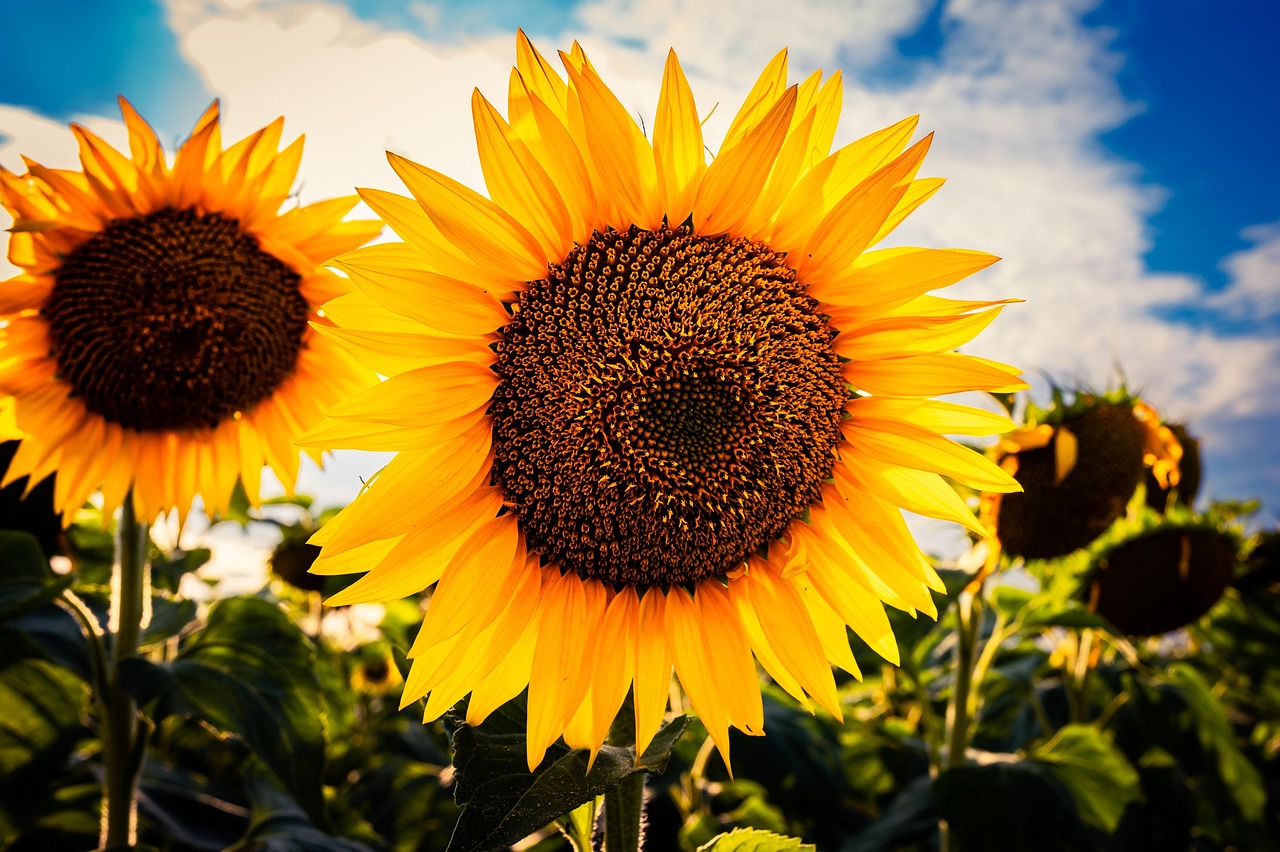 Na zdjęciu widzimy piękne, duże słoneczniki w pełnym rozkwicie, sfotografowane z bliska na tle nieba. Centralny słonecznik dominuje w kadrze – jego intensywnie żółte płatki kontrastują z ciemnym środkiem wypełnionym nasionami. Światło słoneczne podkreśla barwy i tekstury rośliny, dodając ciepłego, złocistego blasku. W tle widać więcej słoneczników, niektóre lekko przysłonięte cieniem, oraz błękitne niebo z białymi chmurami. 