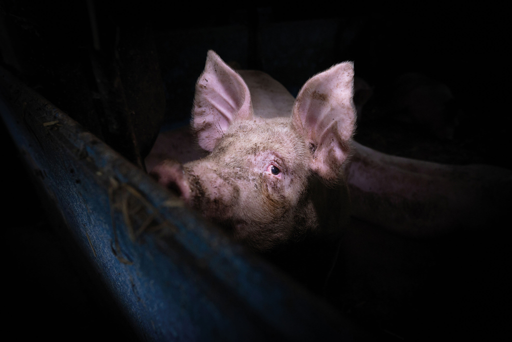 fot. Konrad Lozinski (We Animals)