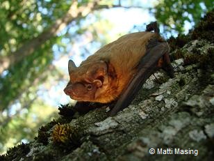 Borowiec Wielki_Nyctalus noctula_Zdjęcie_Eurobats