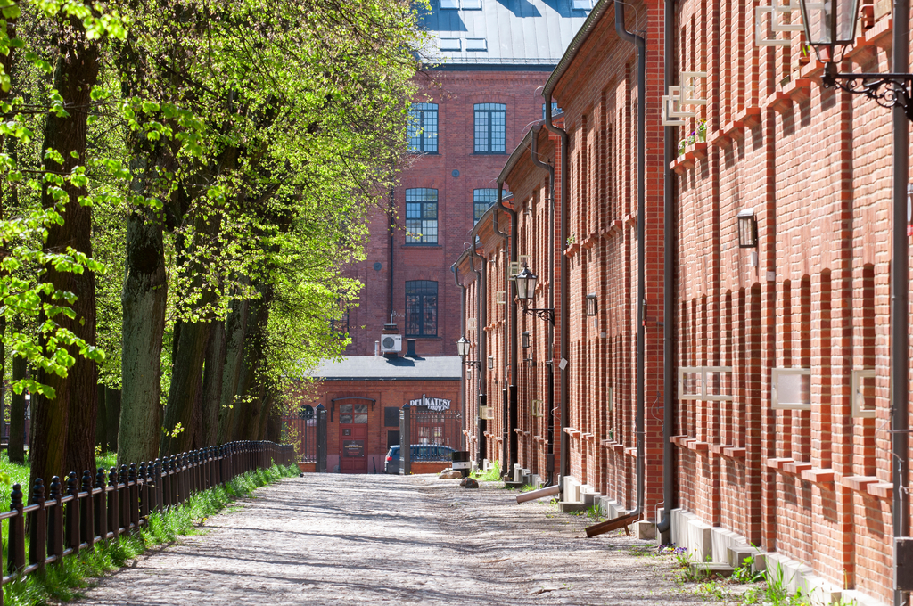 Drzewa w mieście, zdjęcie