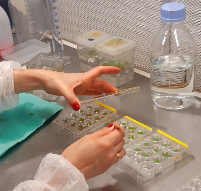 Badania in vitro prowadzone we Włoszech Badania wpływu PFOA na Spirodela polyrhiza (L.) Schleid.