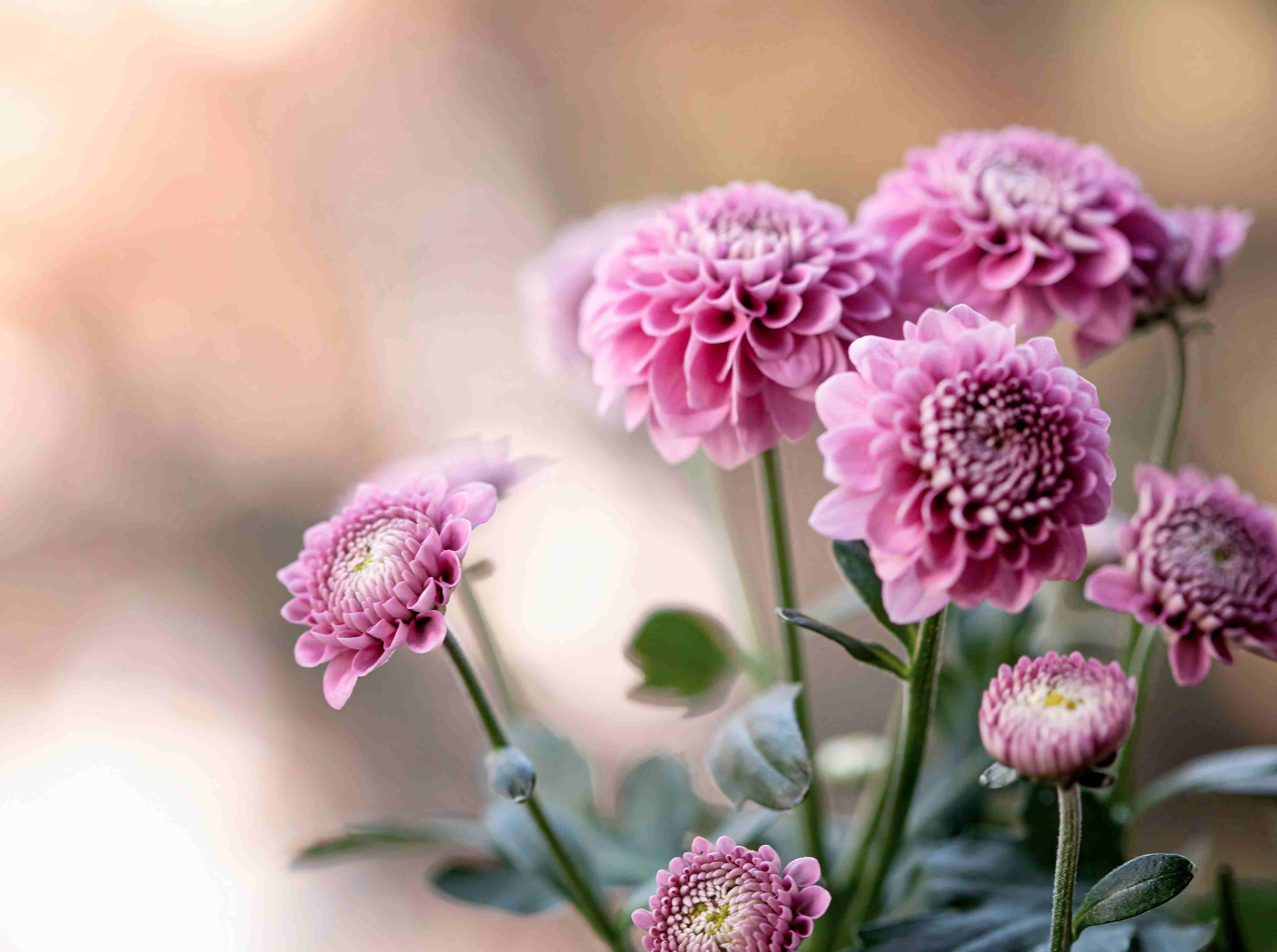 Jesienne kwiaty/Autumn flowers