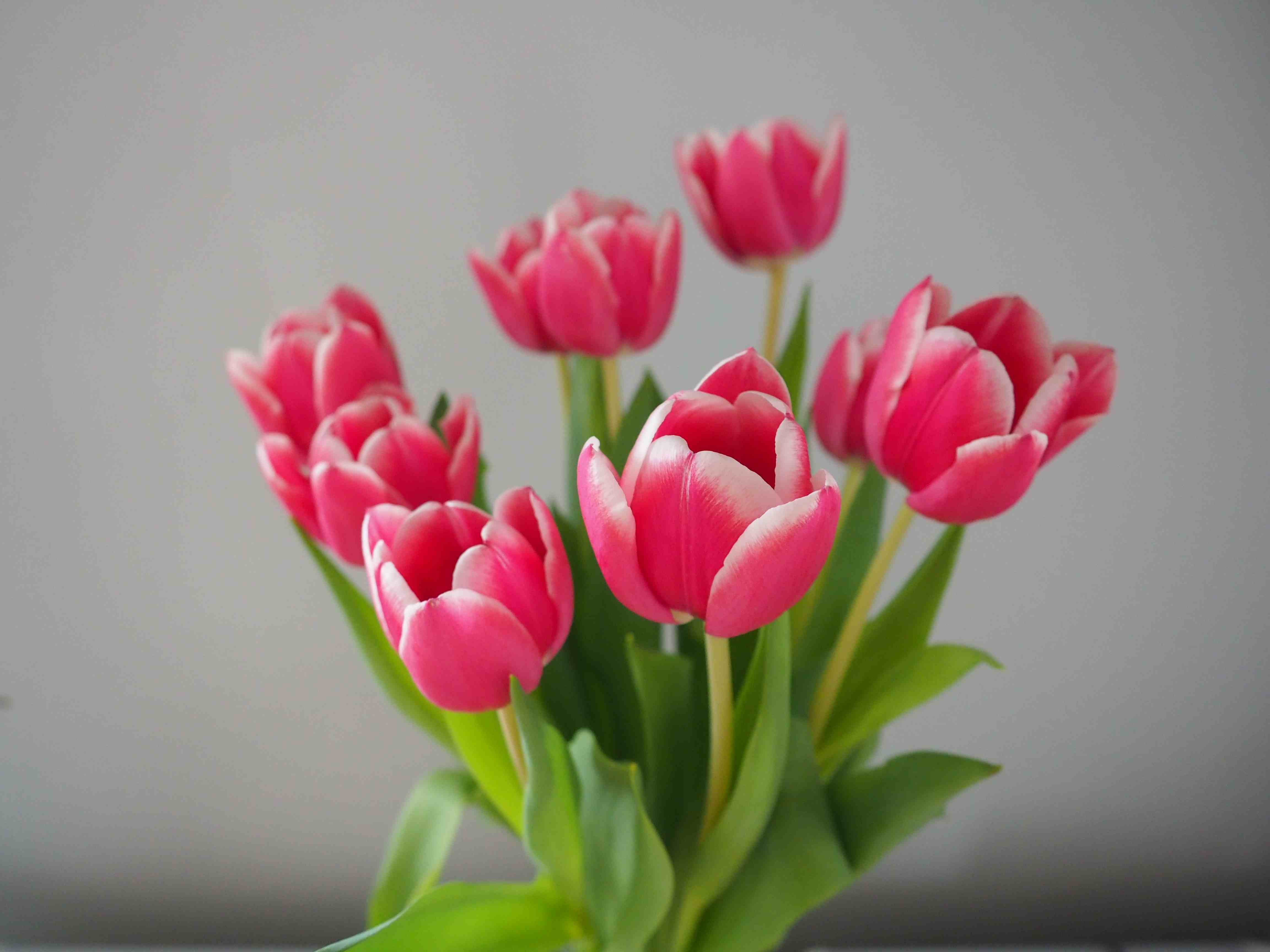 bukiet różowych tulipanów