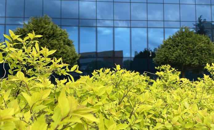 Budynek Biblioteki UŁ, na pierwszym planie zielone krzewy.