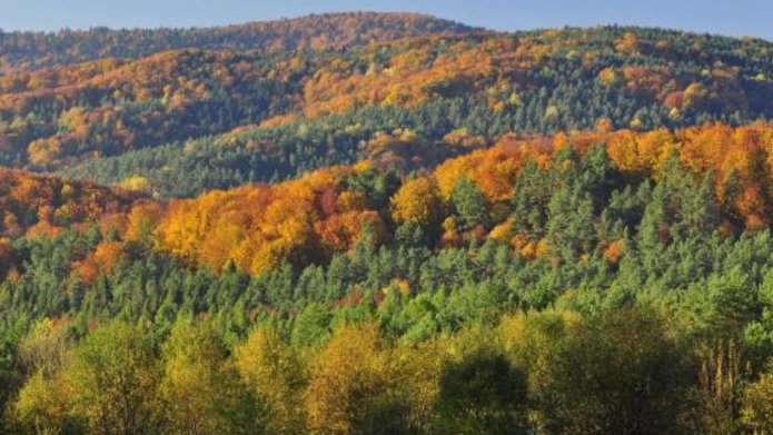 Widok lasów Polskich w terene górzystym jesienią