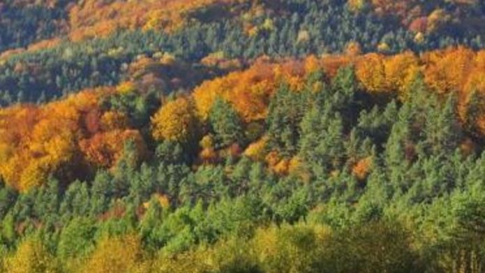 zdjecie koron drzew lasu mieniących się kolorami jesieni