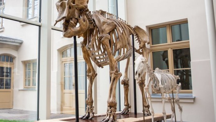 Szkielet w Muzeum Przyrodniczym UŁ