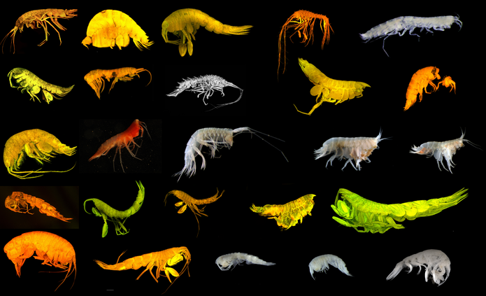 Nowe gatunki głębinowe z Pacyfiku