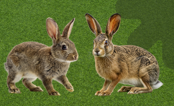 Zając i królik na zielonym tle