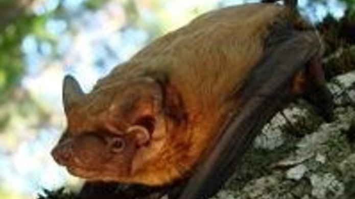Borowiec Wielki_Nyctalus noctula_Zdjęcie_Eurobats