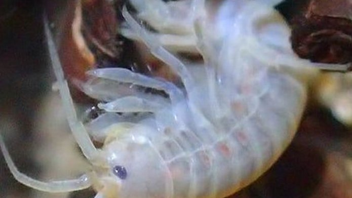 Gammarus stasiuki, zdjecie
