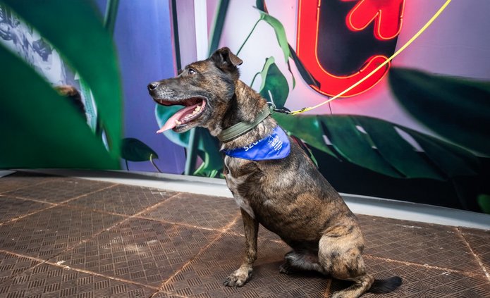 Trójnogi brązowy pies w niebieskiej chuście zawiązanej na szyi