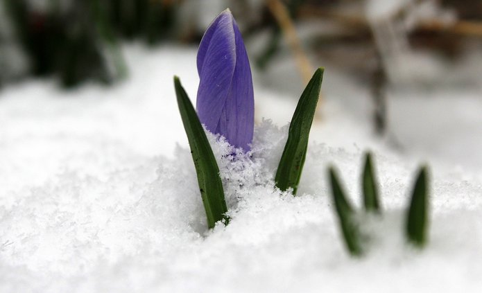 Zdjęcie przedstawia fioletowy pąk krokusa, który przebija się przez warstwę śniegu. Wokół niego widoczne są zielone liście krokusa, również wyłaniające się spod śniegu. Śnieg częściowo pokrywa rośliny, tworząc kontrast między białym tłem a intensywnym kolorem pąka i zielonymi liśćmi. Obraz symbolizuje nadchodzącą wiosnę i siłę natury, która przebija się przez zimowe warunki.